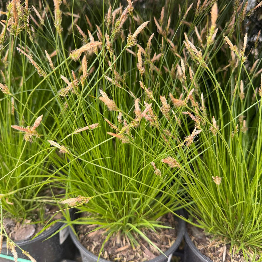 Pennsylvania sedge |Spotswood Greenery