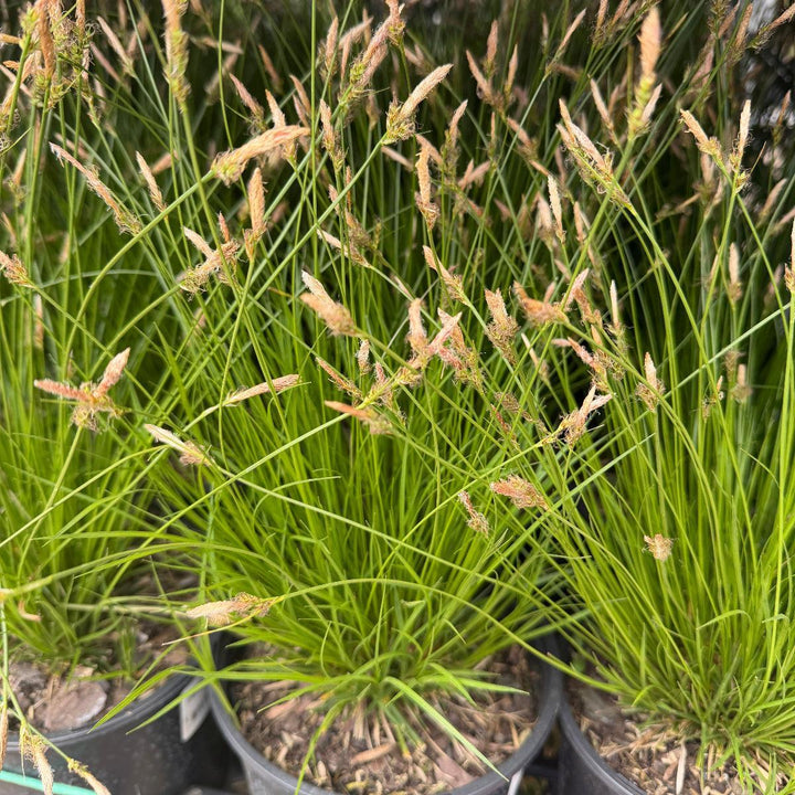 Pennsylvania sedge |Spotswood Greenery