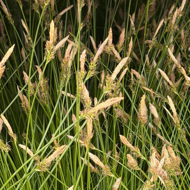 Pennsylvania sedge |Spotswood Greenery