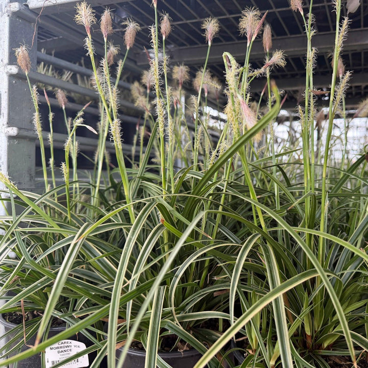 carex ice dance |Spotswood Greenery
