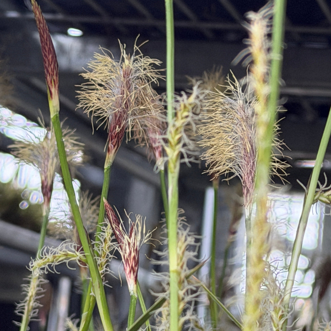 carex ice dance |Spotswood Greenery
