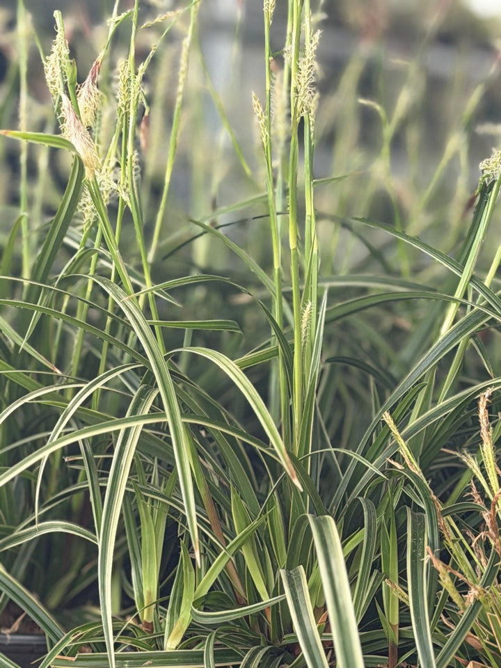 carex ice dance |Spotswood Greenery