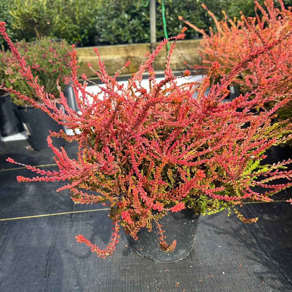 Carnival Heather |Spotswood Greenery