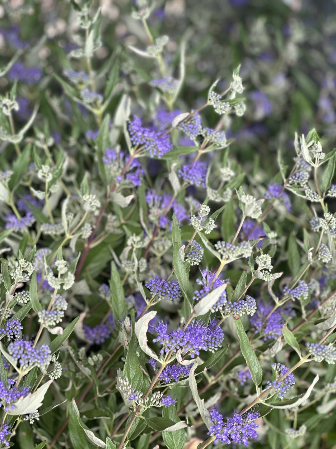 Dark Knight Blue Mist Shrub