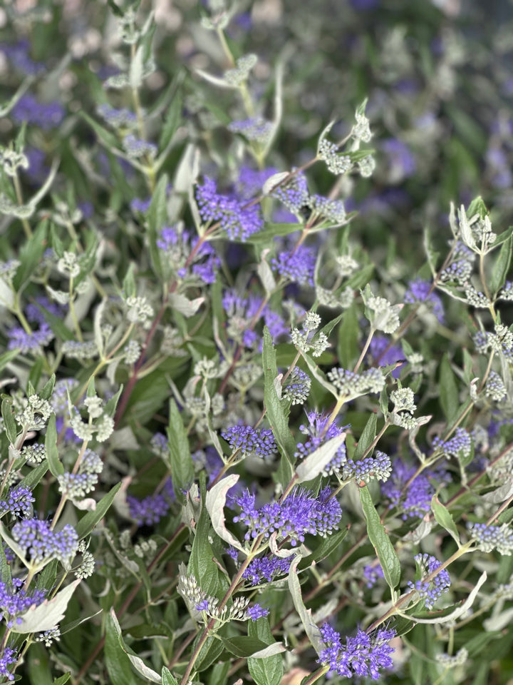 Dark Knight Blue Mist Shrub