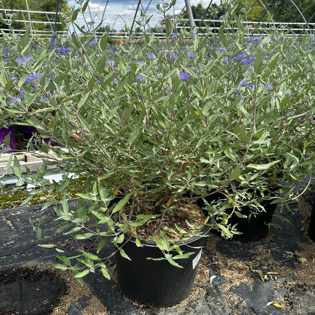 Dark Knight Blue Mist Shrub
