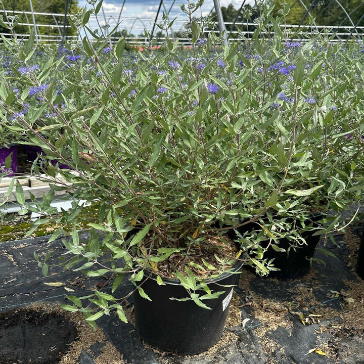 Dark Knight Blue Mist Shrub