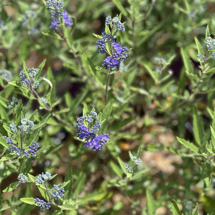 Sapphire Surf® Bluebeard