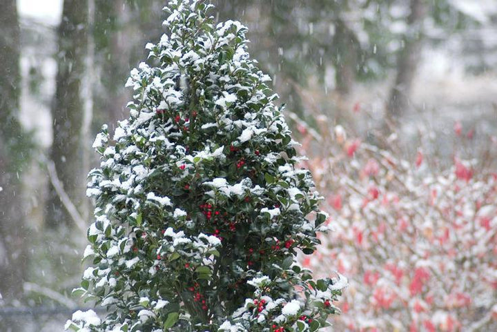 Castle Spire® Holly- | Proven Winners®
