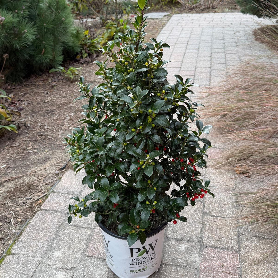 Castle Spire® Holly |Spotswood Greenery
