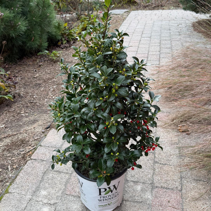Castle Spire® Holly |Spotswood Greenery