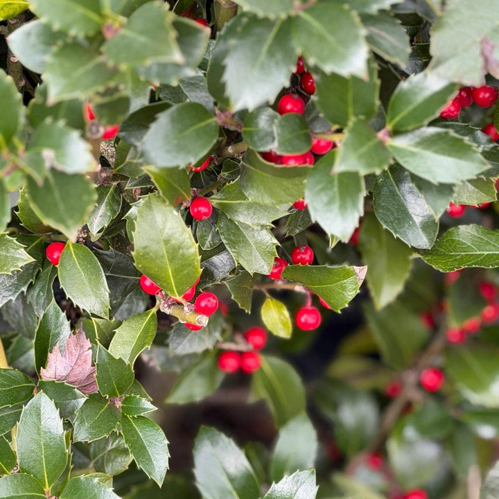 Castle Spire® Holly |Spotswood Greenery