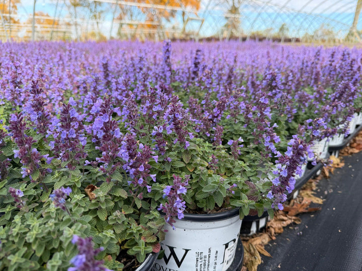 Cat's Pajamas Catmint |Spotswood Greenery