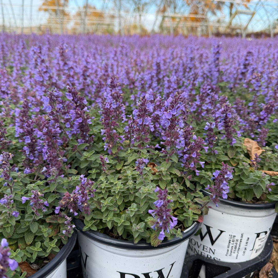 Cat's Pajamas Catmint |Spotswood Greenery