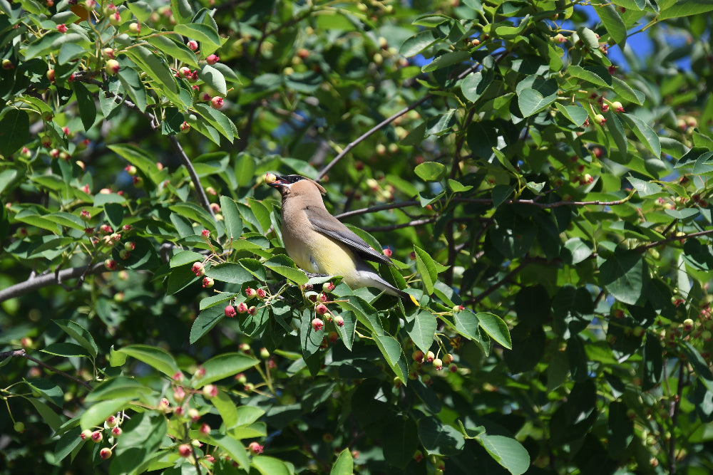 cedar waxcwing eating berries