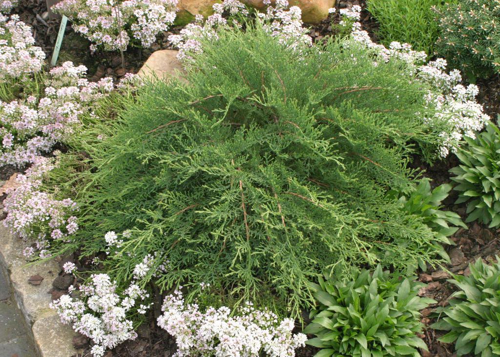 Celtic Pride® Siberian Cypress- | Proven Winners®