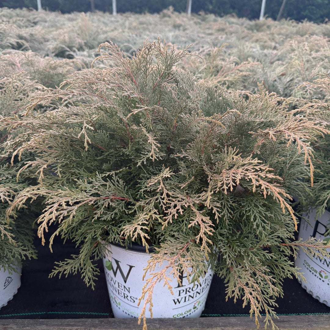 Celtic Pride® Siberian Cypress |Spotswood Greenery
