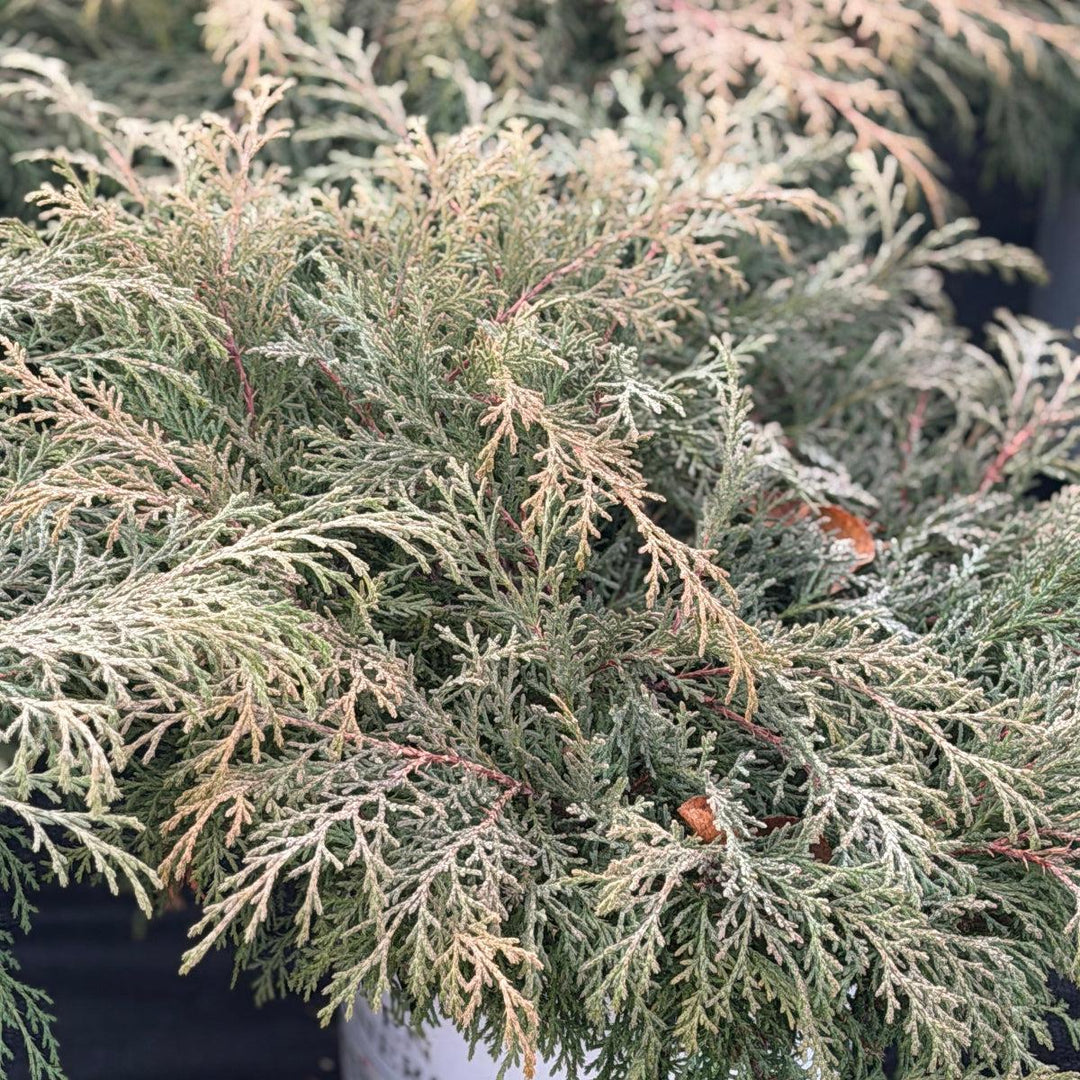 Celtic Pride® Siberian Cypress |Spotswood Greenery