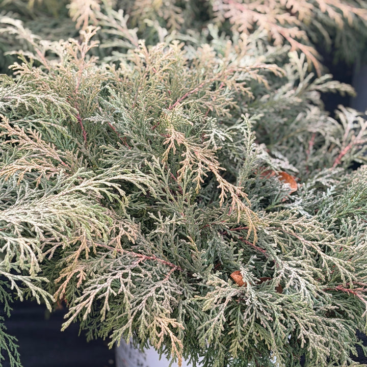 Celtic Pride® Siberian Cypress