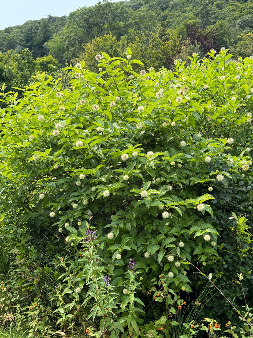 button bush in bloom |Spotswood Greenery