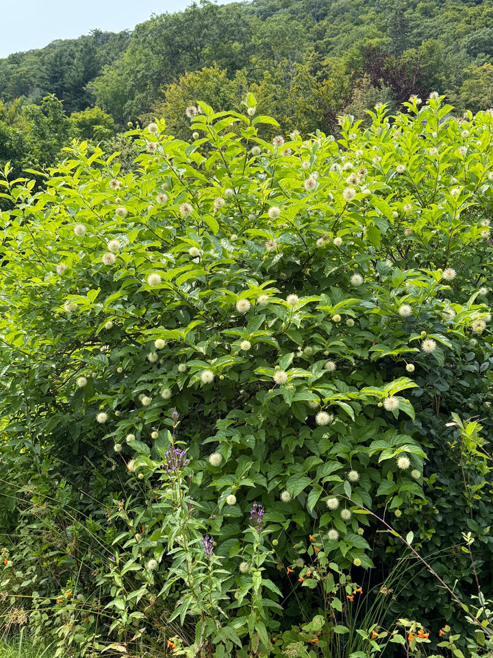 button bush in bloom |Spotswood Greenery