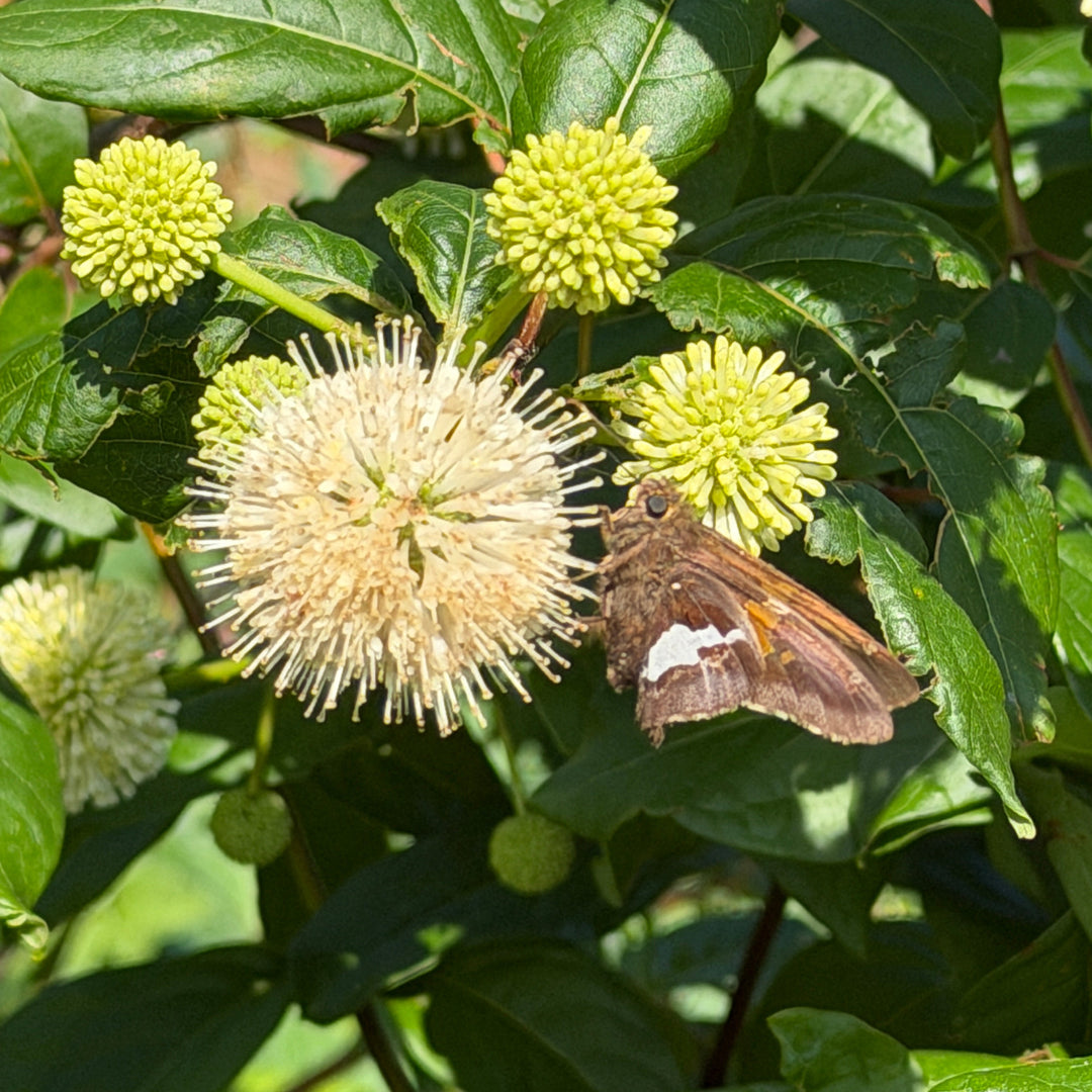 Buttonbush |Spotswood Greenery