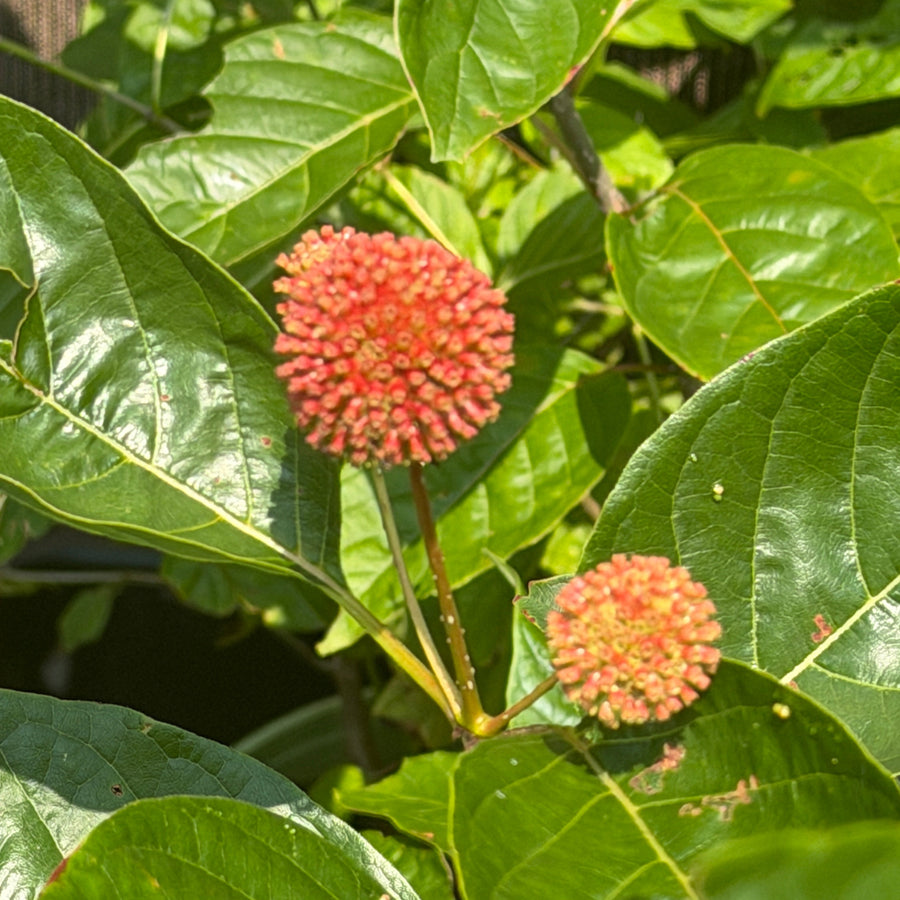 Crimson Comets Buttonbush |Spotswood Greenery