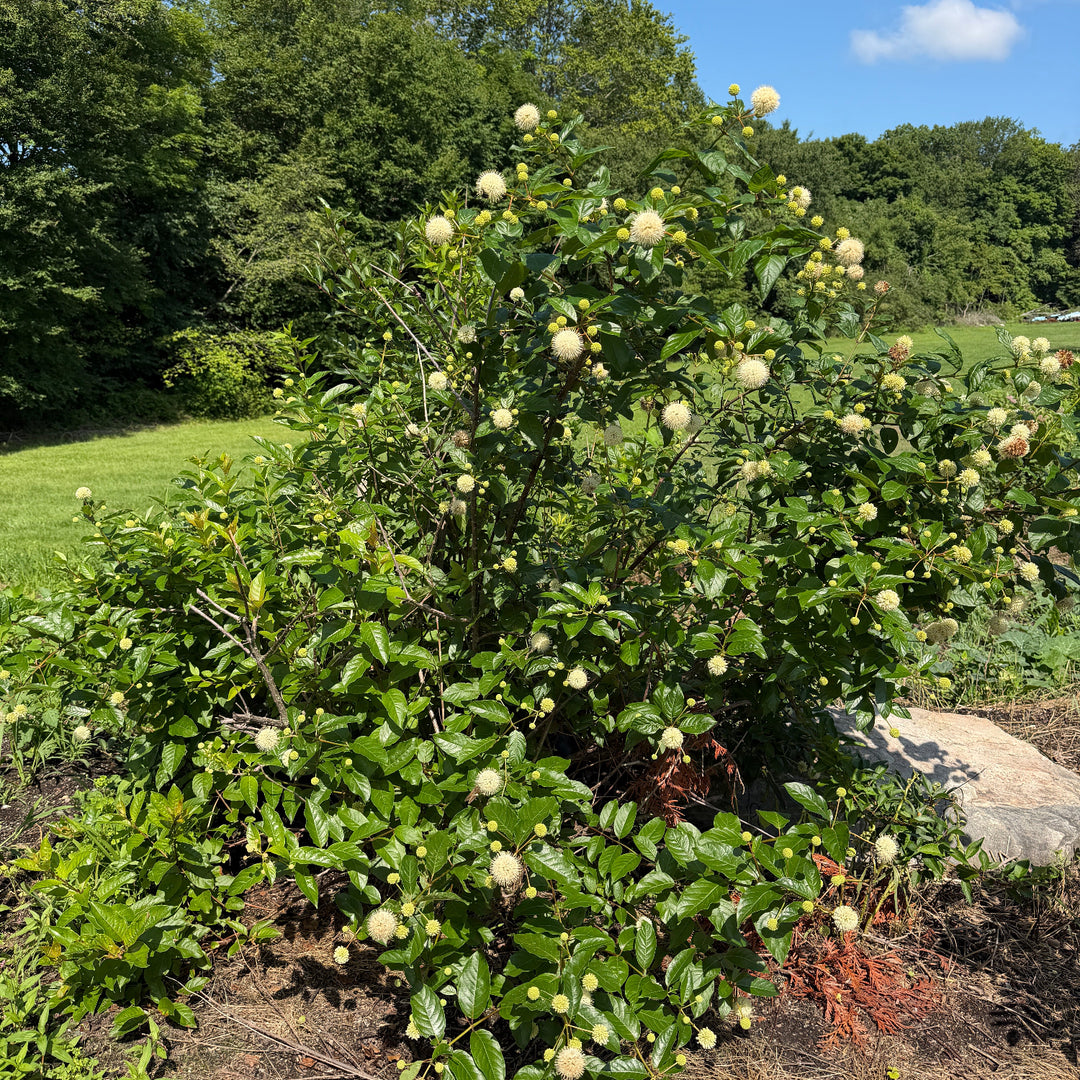 Buttonbush |Spotswood Greenery