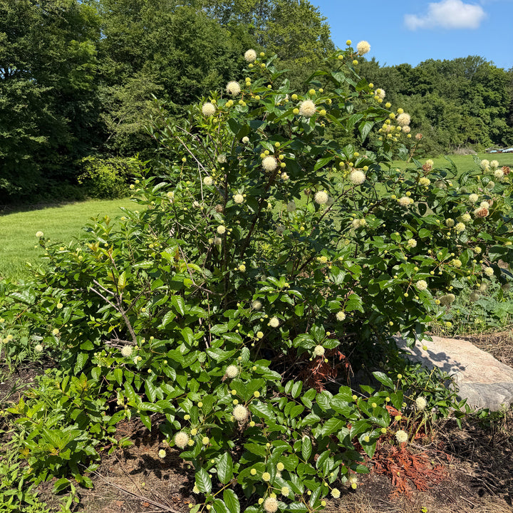 Buttonbush |Spotswood Greenery
