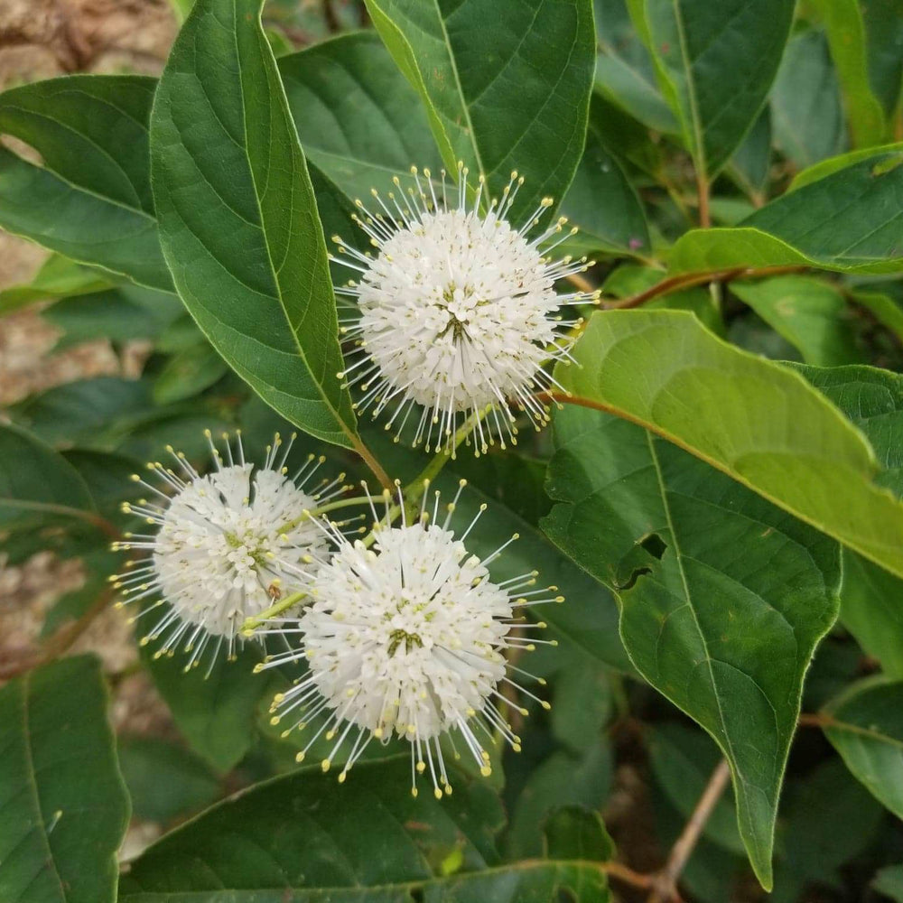 Buttonbush |Spotswood Greenery