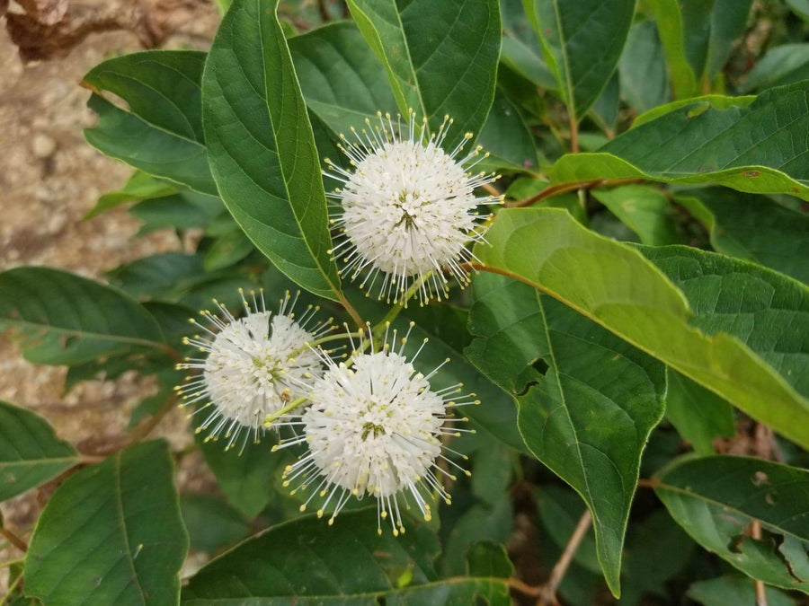 Buttonbush