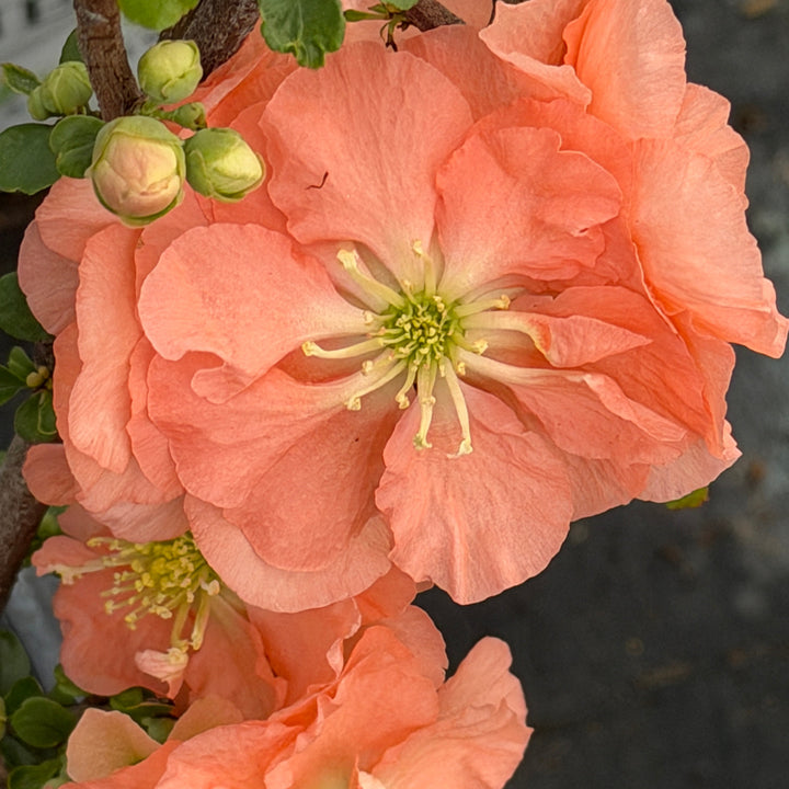 Double take peach quince |Spotswood Greenery
