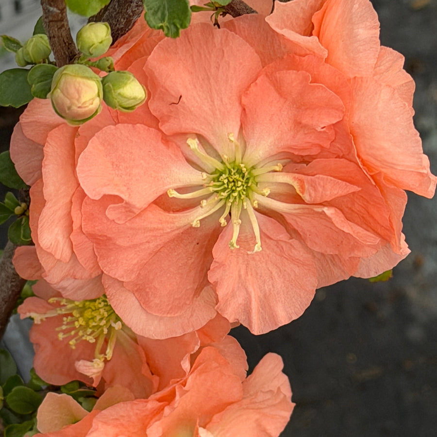 Double take peach quince |Spotswood Greenery