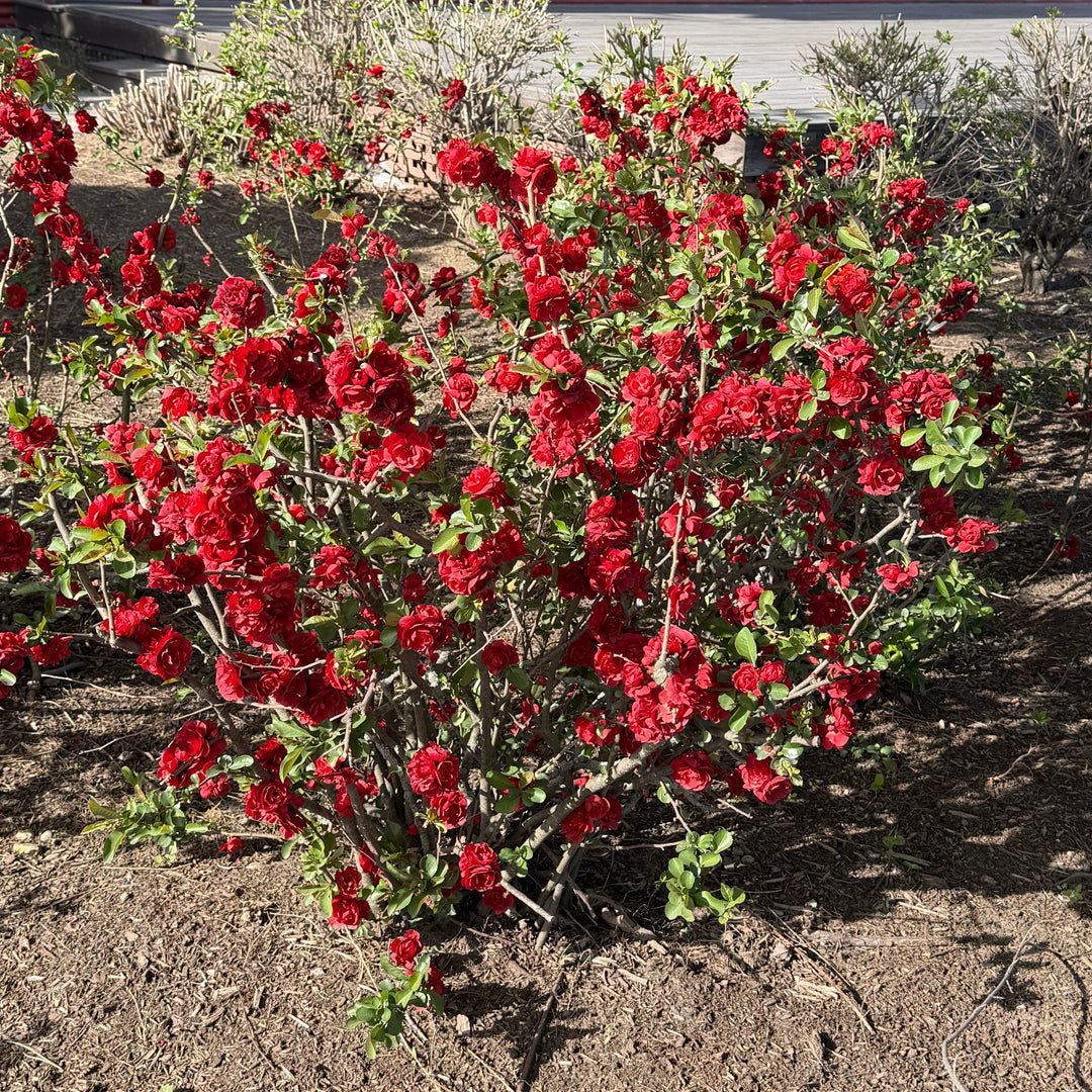 Double Take Scarlet Quince |Spotswood Greenery