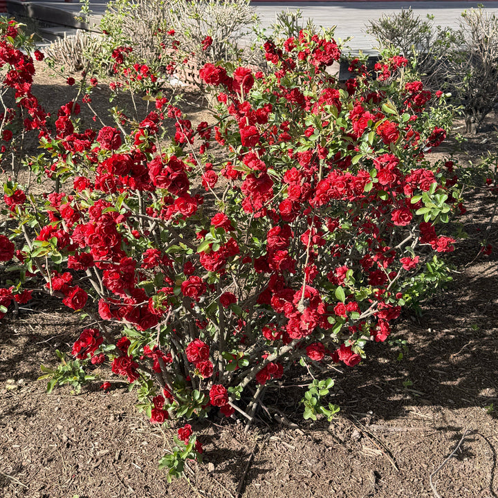 Double Take Scarlet Quince |Spotswood Greenery