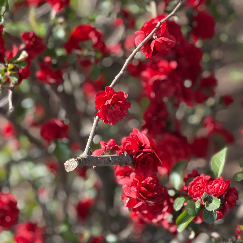 Double Take Scarlet Quince |Spotswood Greenery
