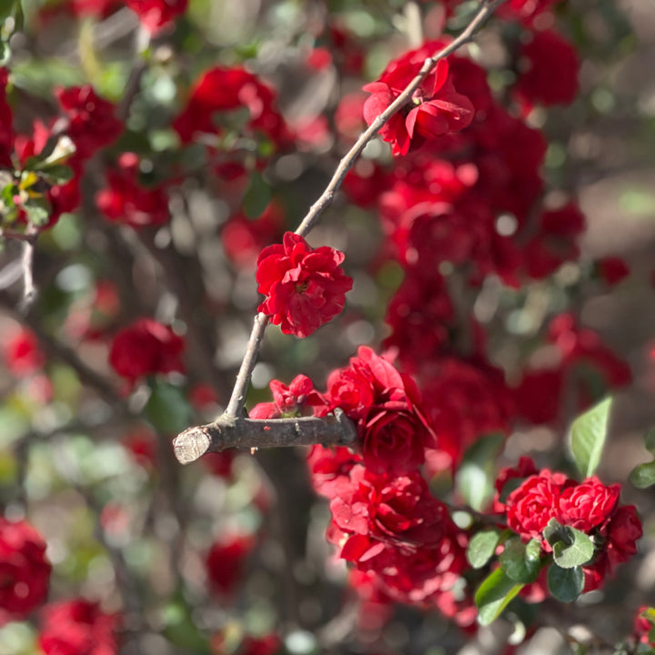 Double Take Scarlet Quince |Spotswood Greenery