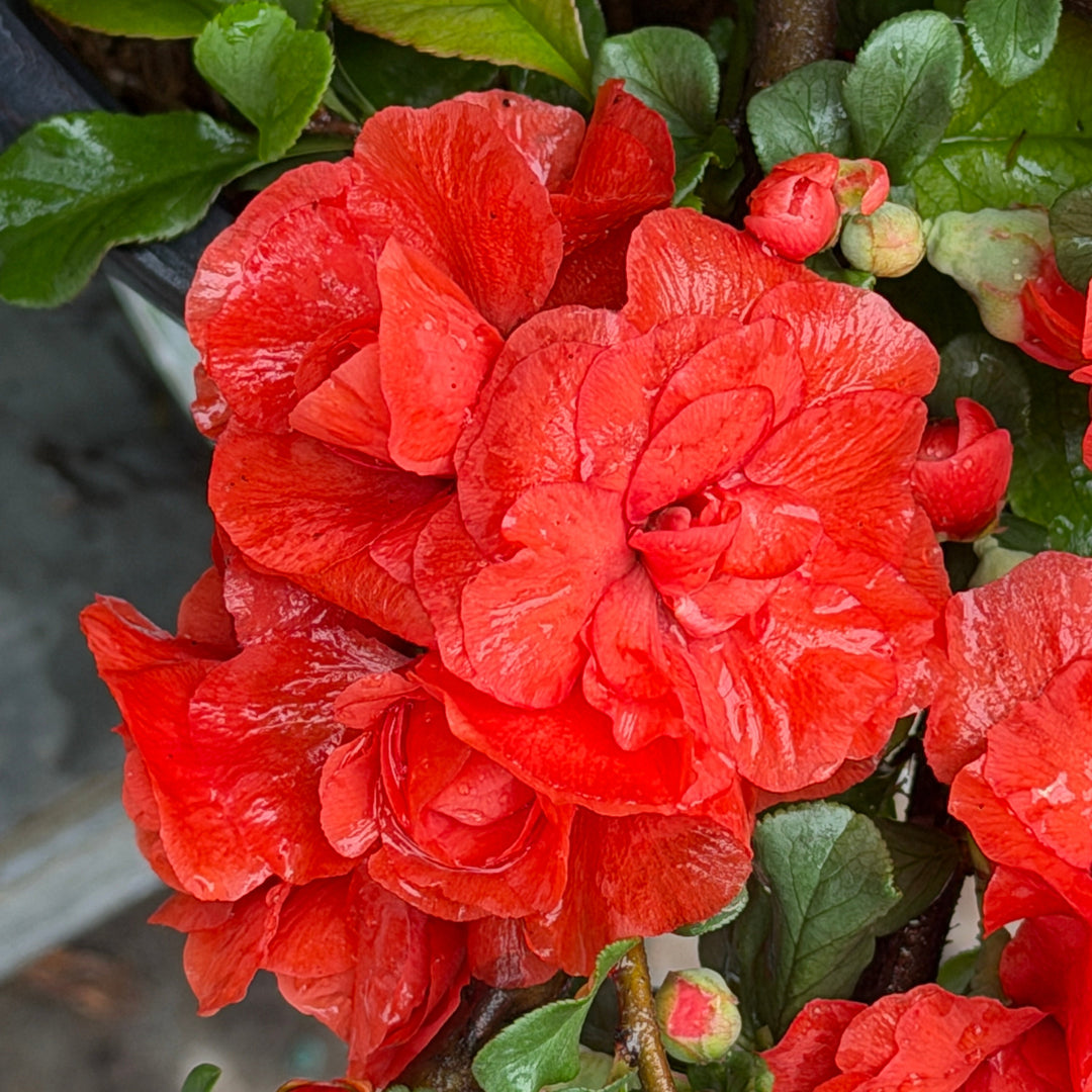 Double Take Scarlet Quince |Spotswood Greenery