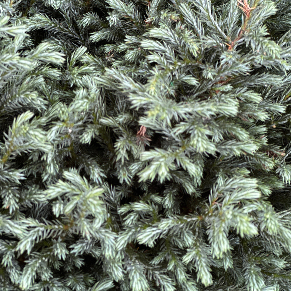Close-up of dense evergreen foliage with needle-like leaves in shades of green and gray-green.