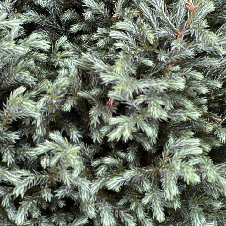 Close-up of dense evergreen foliage with needle-like leaves in shades of green and gray-green.