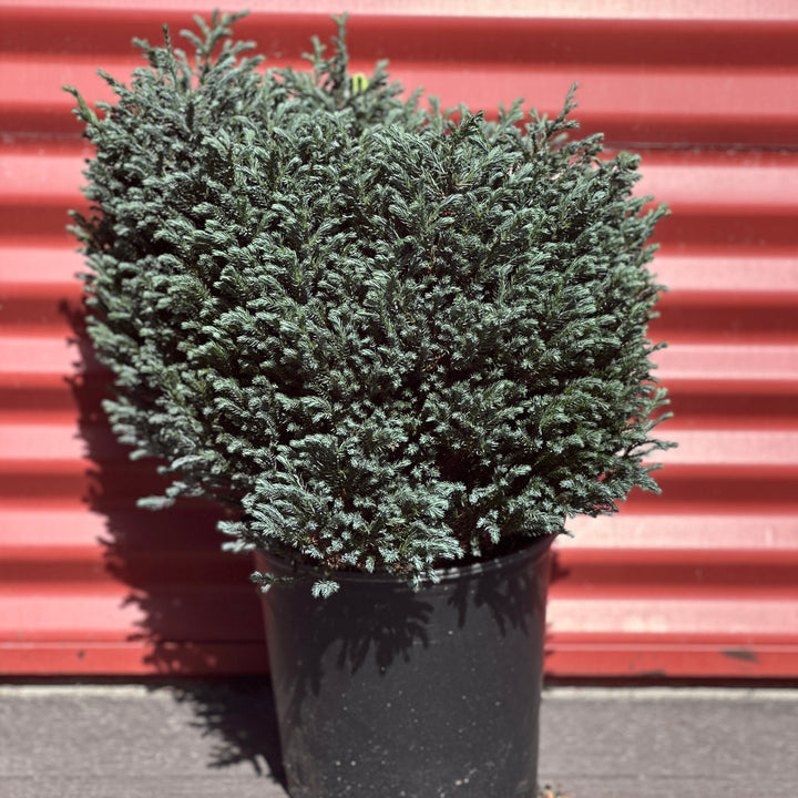 blue moon cypress in a nursery container |Spotswood Greenery