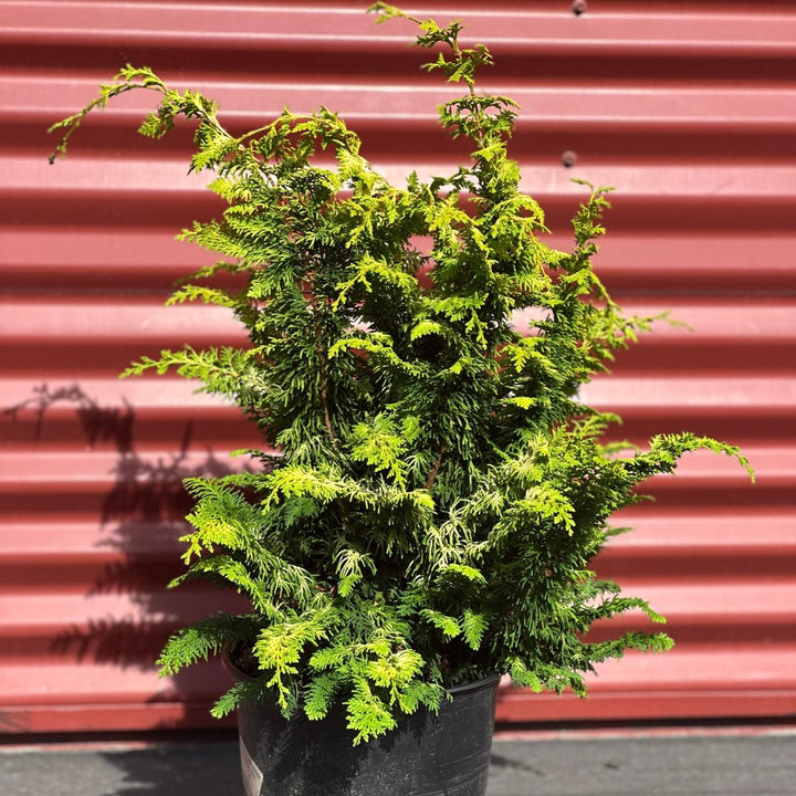 Fernspray Gold False Cypress
