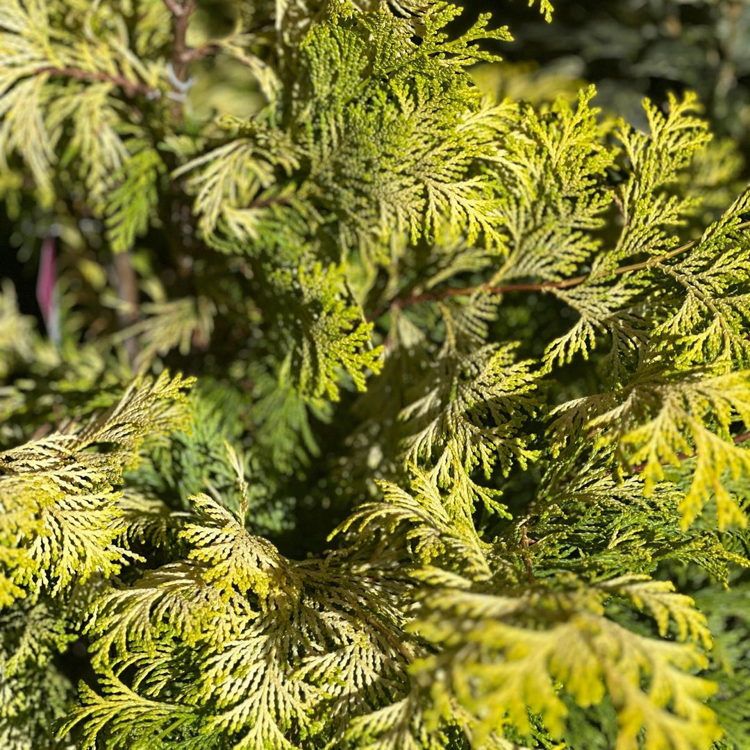 Fernspray Gold False Cypress