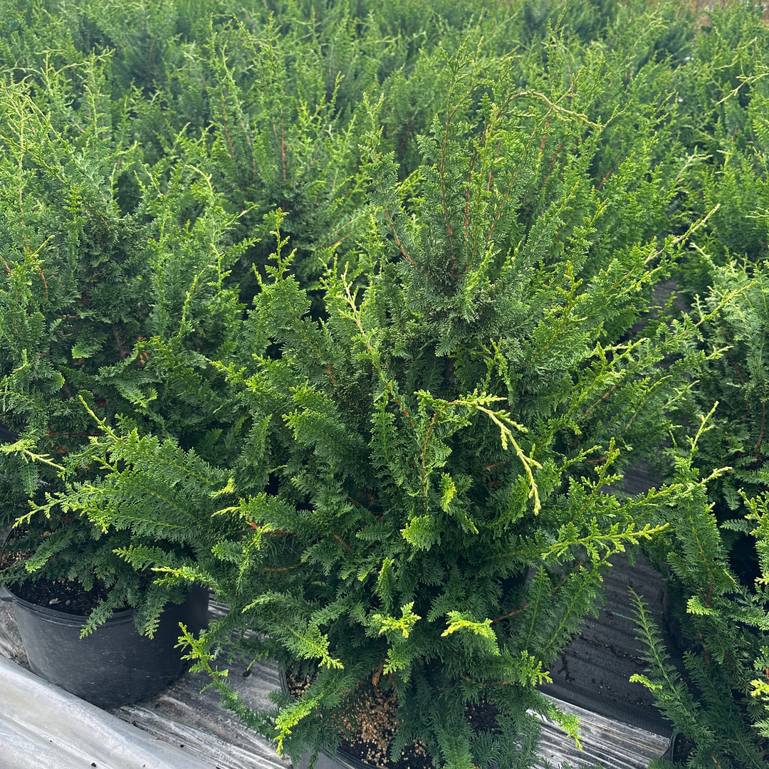 potted evergreen |Spotswood Greenery