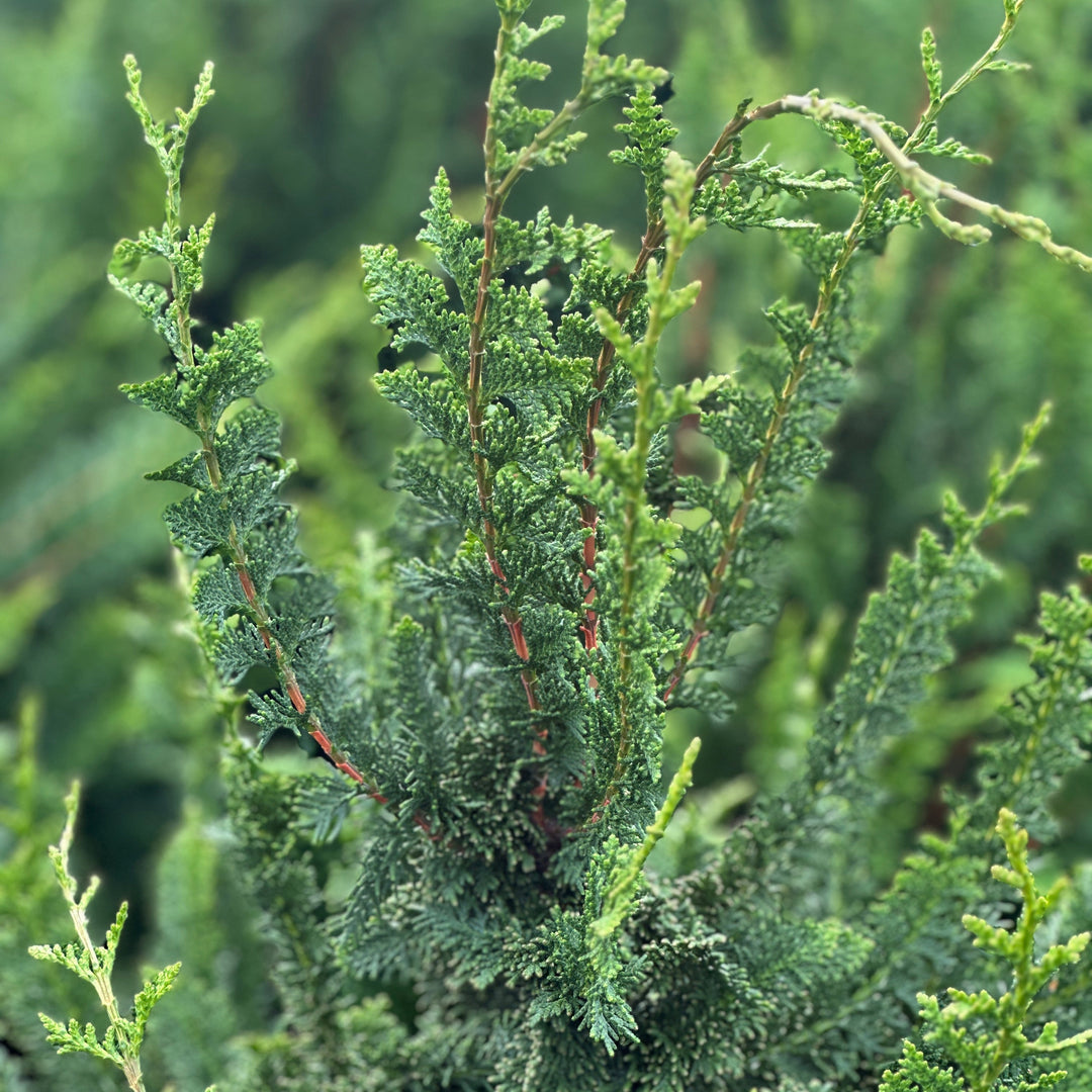 Close-up of a green conifer or evergreen shrub with dense, textured foliage. |Spotswood Greenery