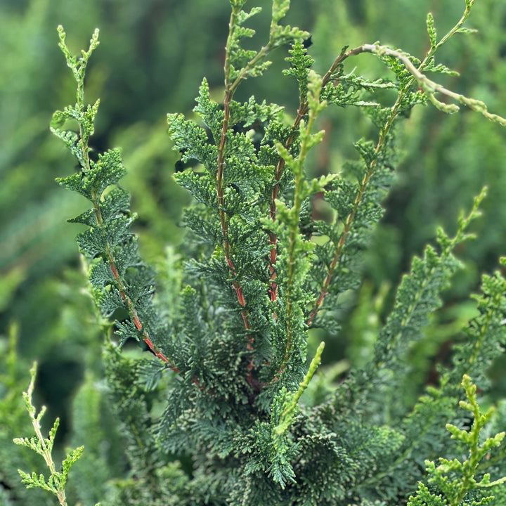 Close-up of a green conifer or evergreen shrub with dense, textured foliage. |Spotswood Greenery