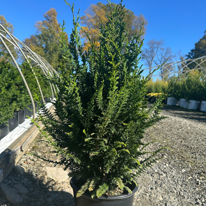 potted evergreen |Spotswood Greenery
