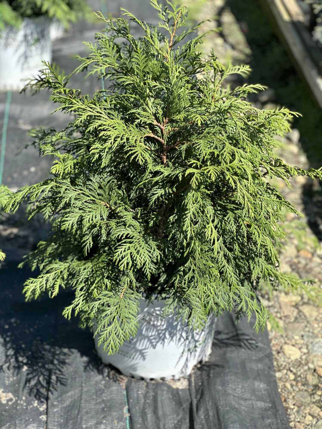 Soft Serve® False Cypress