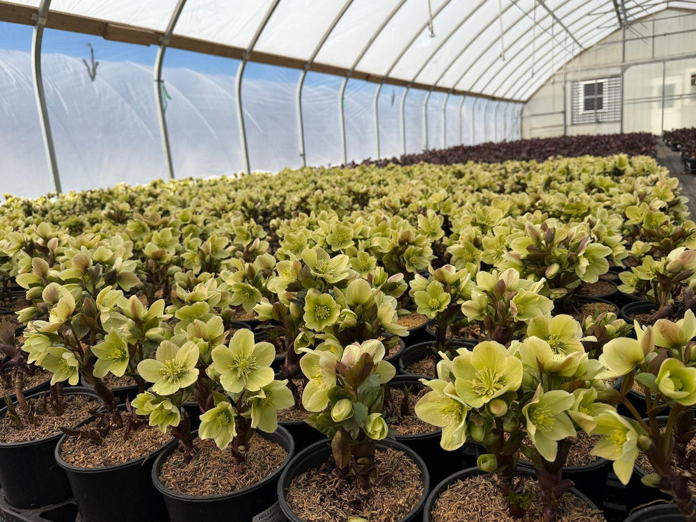 Champion Lenten Rose |Spotswood