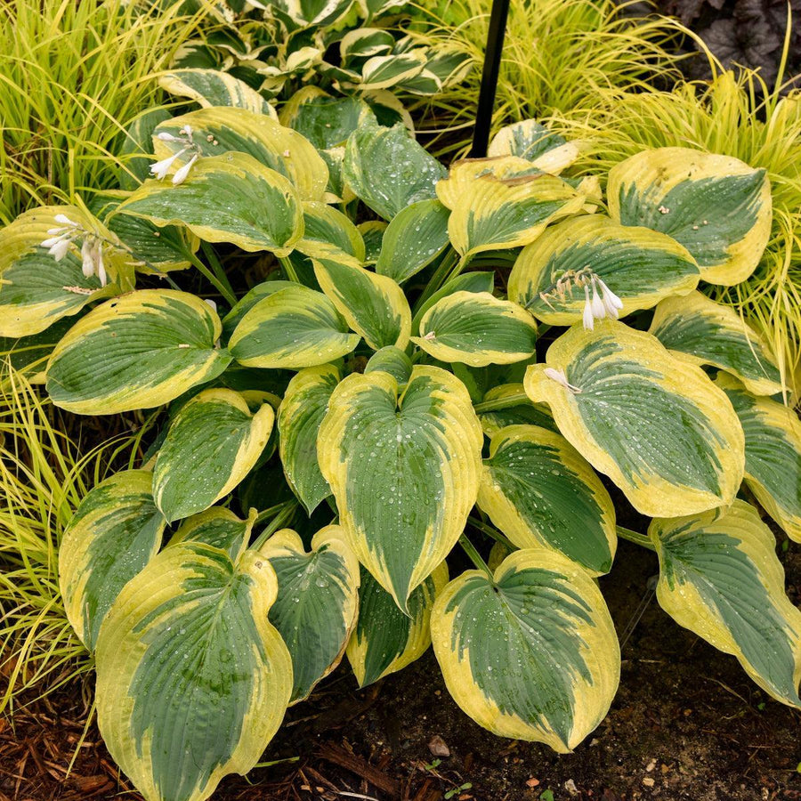Chance Encounter Shadowland® Hosta- | Proven Winners®